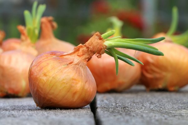 Где купить наркоты